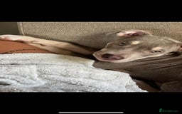 Mixed Breed dogs for sale: Male staffie x american bully  - Image 3