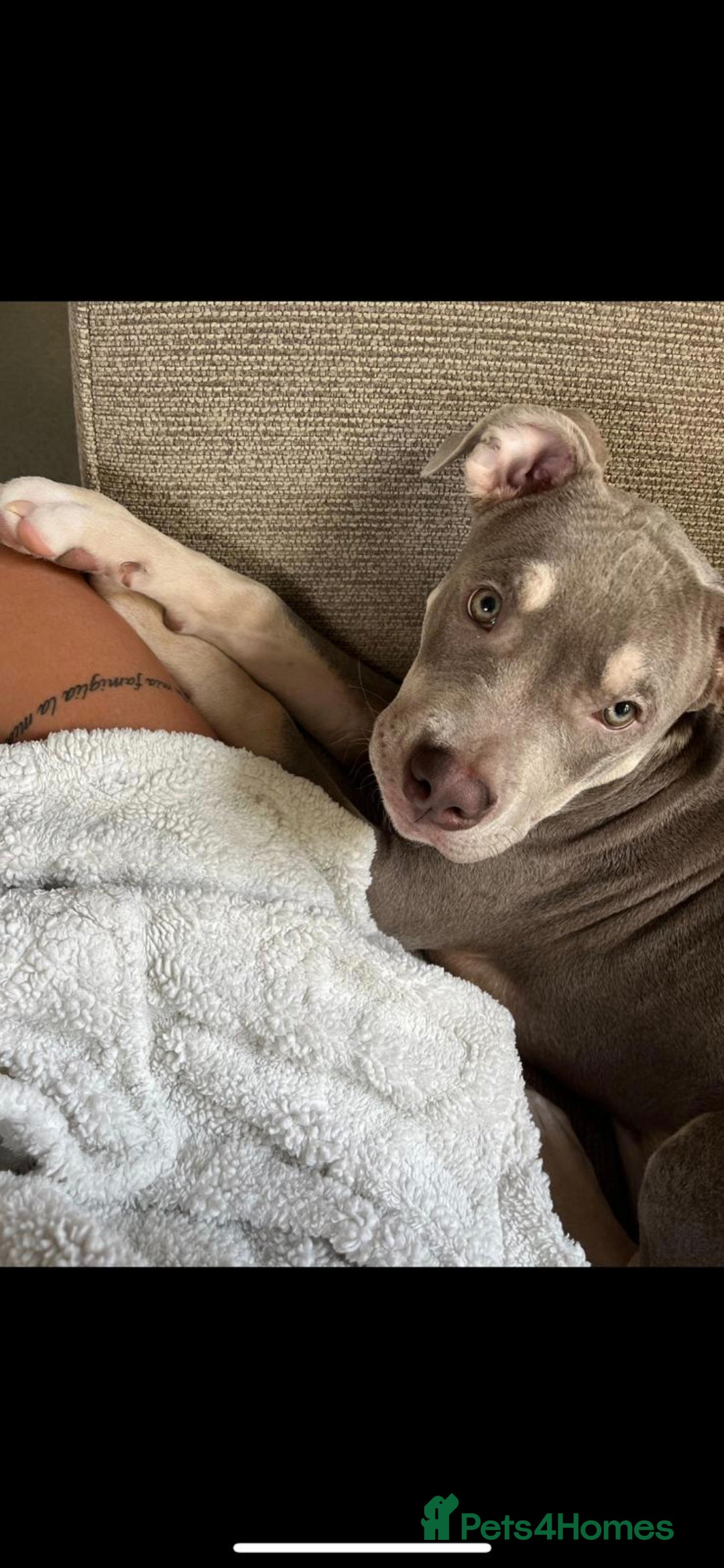 Mixed Breed dogs for sale: Male staffie x american bully  - Image 3