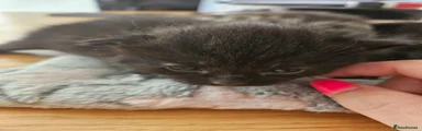 Mixed Breed 1