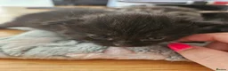 Mixed Breed cats for sale: Mixed Maine Coon Kitten - Advert 5
