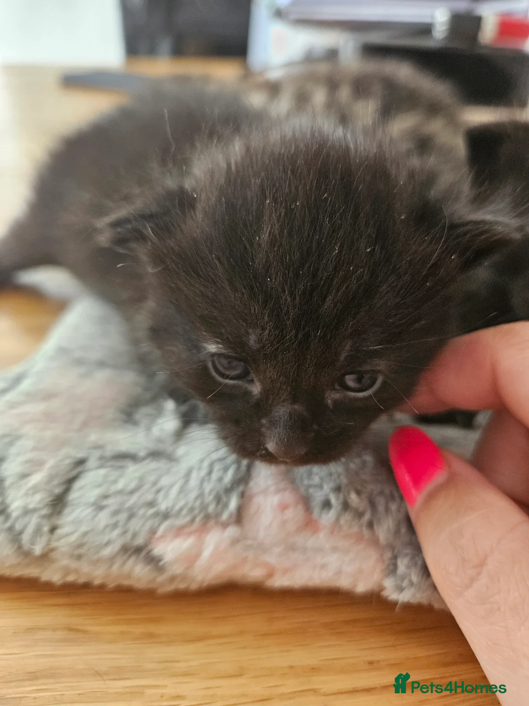Mixed Breed cats for sale: Mixed Maine Coon Kitten - Advert 5