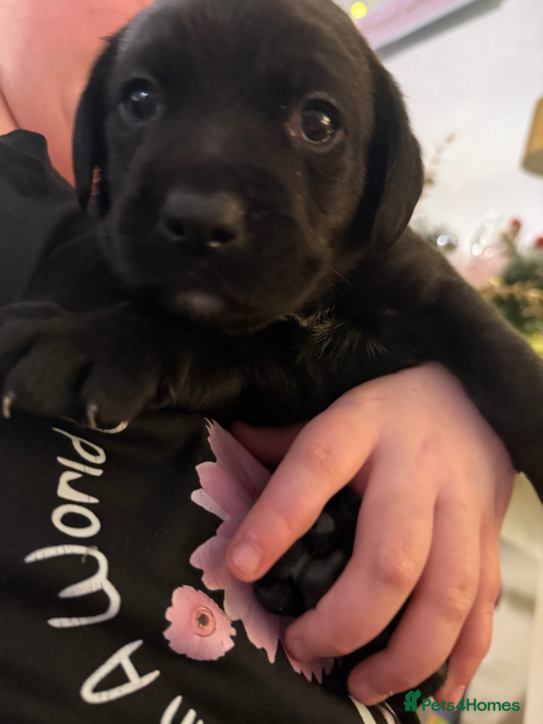 Labrador Retriever dogs for sale: Labrador X Boxerdore puppies  - Advert 32