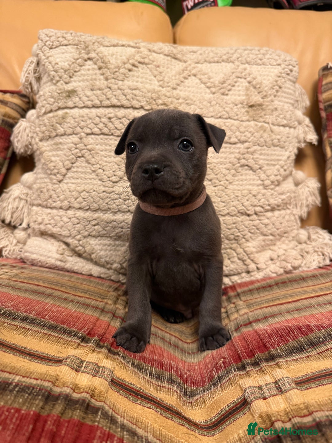 Staffordshire Bull Terrier dogs for sale: KC Registered/Health Tested Blue SBT Puppies - Advert 38