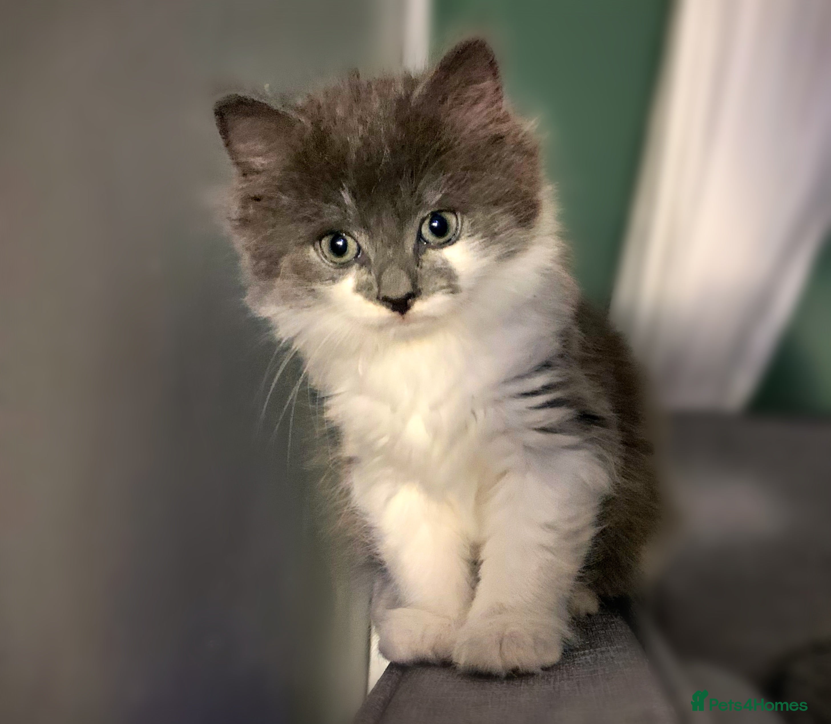 Mixed Breed cats Flimflam & Bojo - Advert 21