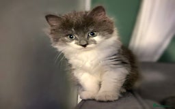 Mixed Breed cats for sale: Flimflam & Bojo - Image 1