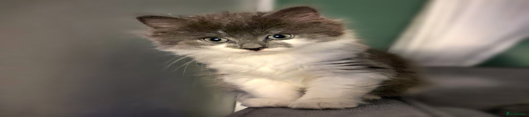 Flimflam