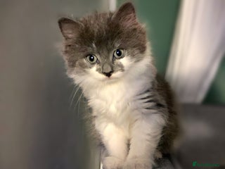 Mixed Breed cats Flimflam & Bojo - Advert 21