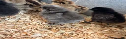 Chickens poultry for sale: Silkie chicks  - Advert 8