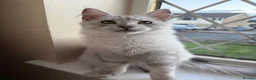 Maine Coon cats for sale: Majestic Maine coon Kittens - Advert 5