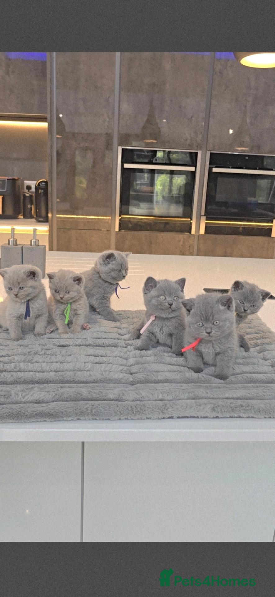 British Shorthair cats British shorthair kittens - champion bloodlines  - Advert 2