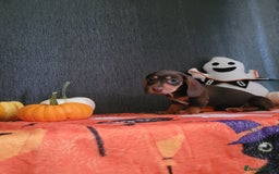 Miniature Dachshund dogs for sale: Miniature dachshunds - Image 7
