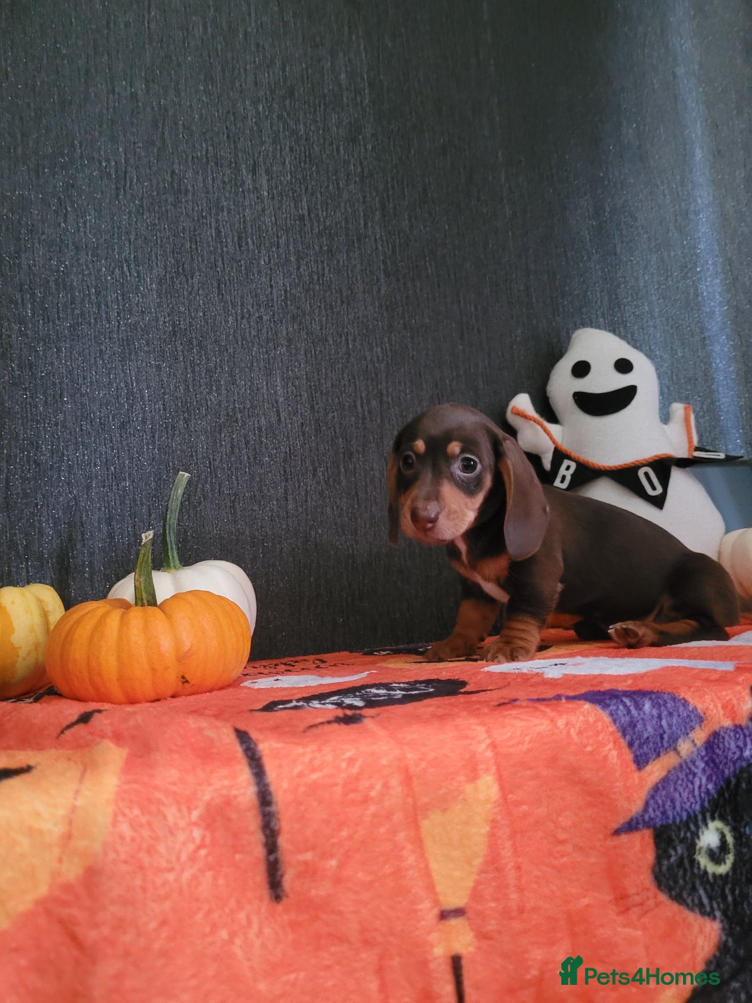 Miniature Dachshund dogs for sale: Miniature dachshunds - Image 7