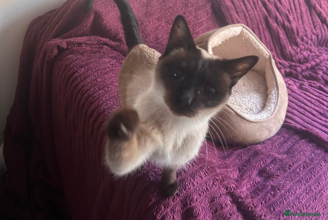 Siamese cats for sale: Siamese seal points  price is for both  - Advert 5