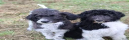 Labradoodle dogs for sale: 🌈 Stunning Standard, parti F1b Labradoodles, 🌈  - Advert 4
