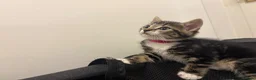 Bengal cats for sale: Bengal X - Advert 3