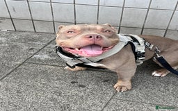 American Bulldog dogs for sale: BEAUTIFUL!! American bulldog for sale - Image 2