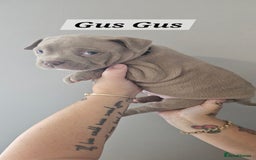 American Bully dogs for sale: BEAUTIFUL LITTER OF 8 POCKET BULLY PUPS - Image 13