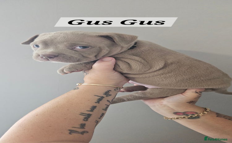 American Bully dogs - Advert 1