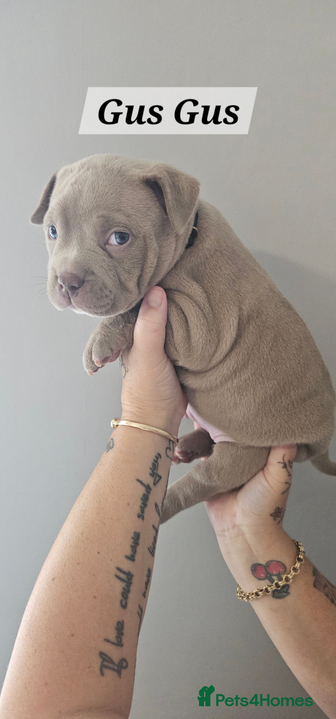 American Bully dogs for sale: BEAUTIFUL LITTER OF 8 POCKET BULLY PUPS - Image 13