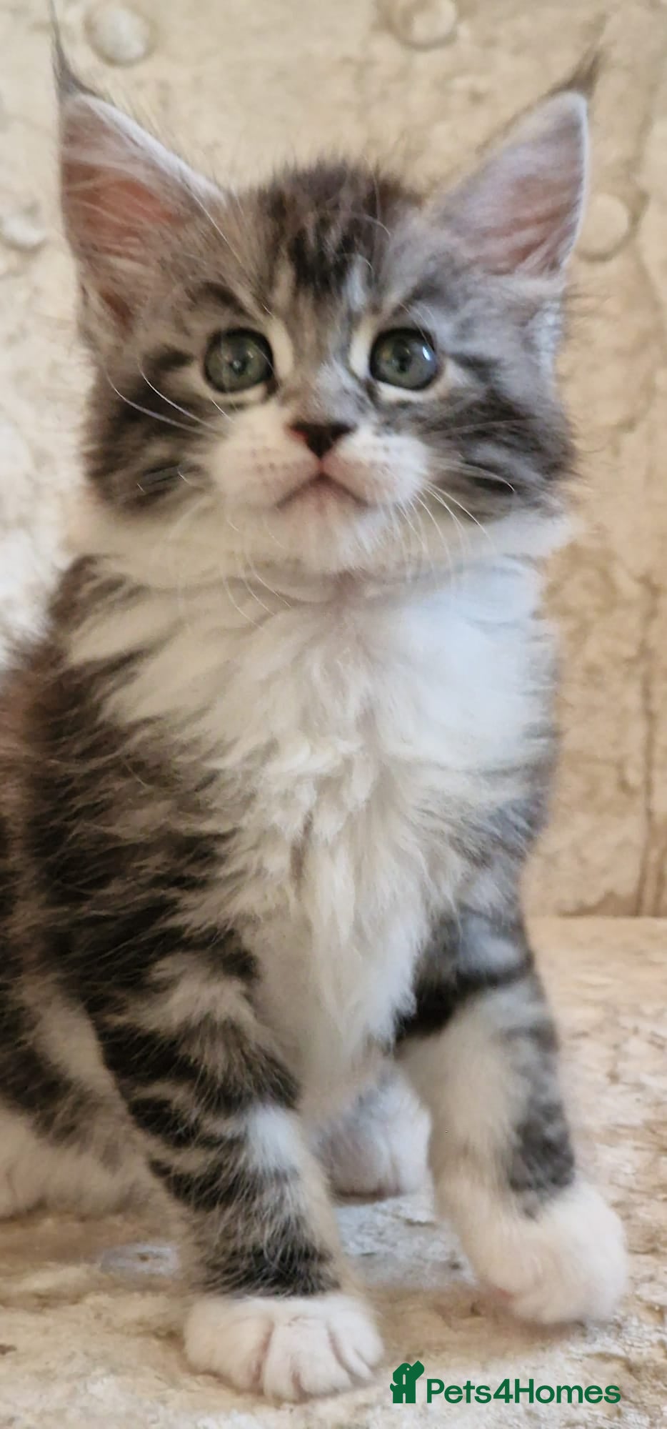 Maine Coon cats Tica Registered, Russian Line Maine Coon Kittens - Advert 15