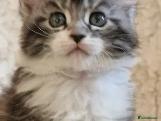 Maine Coon cats Tica Registered, Russian Line Maine Coon Kittens - Advert 15