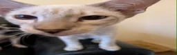 Siamese cats for sale: 1 male and 2 female siamese in Stockport - Advert 6