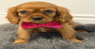 Cavalier King Charles Spaniel dogs KC Cavalier King Charles Spaniel Puppies 🧬 - Advert 12