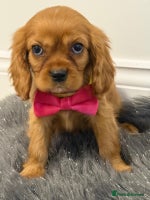 Cavalier King Charles Spaniel dogs KC Cavalier King Charles Spaniel Puppies 🧬 - Advert 12