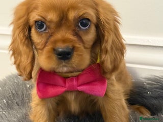 Cavalier King Charles Spaniel dogs KC Cavalier King Charles Spaniel Puppies 🧬 - Advert 5