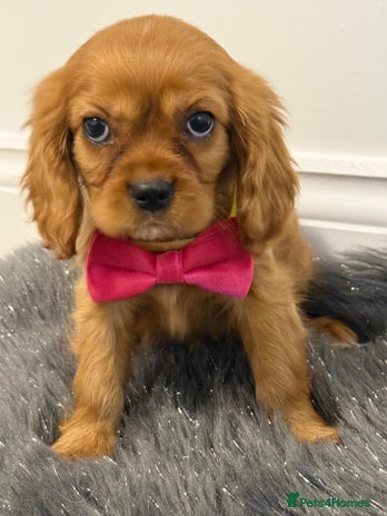 Cavalier King Charles Spaniel dogs KC Cavalier King Charles Spaniel Puppies 🧬 - Advert 2