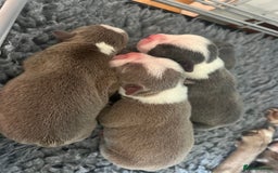 Boston Terrier dogs for sale: Boston terrier puppies - Image 2