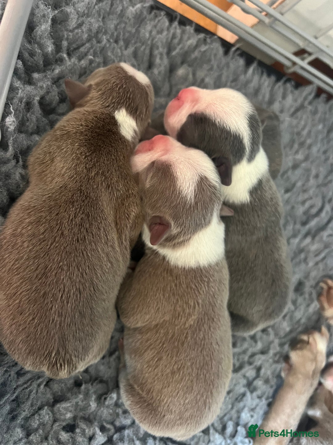 Boston Terrier dogs for sale: Boston terrier puppies - Image 2