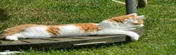 Mixed Breed cats for sale: Adorable and Friendly Kittens in Hungerford - Advert 13