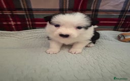 Border Collie dogs for sale: Border collie puppies for sale!!!❤️ - Image 17