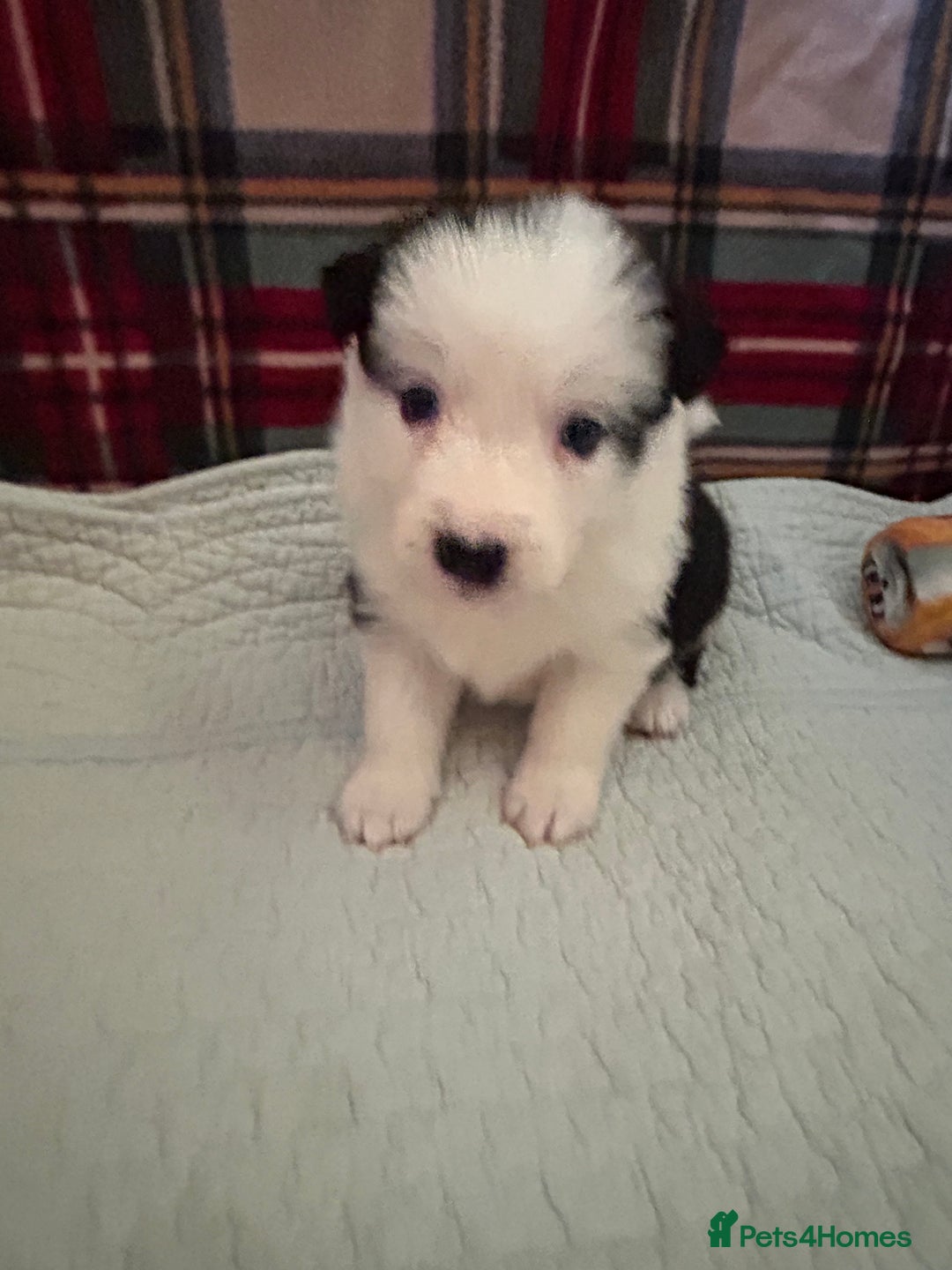 Border Collie dogs for sale: Border collie puppies for sale!!!❤️ - Image 17