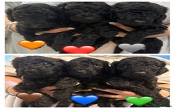 Labradoodle dogs for sale: F1bb labradoodle puppies black curly coat 🧬 clear - Image 13