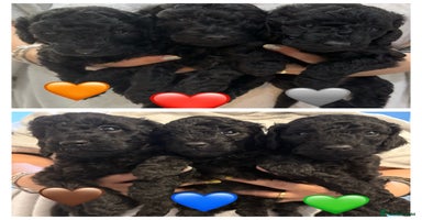 Labradoodle dogs - Advert 2