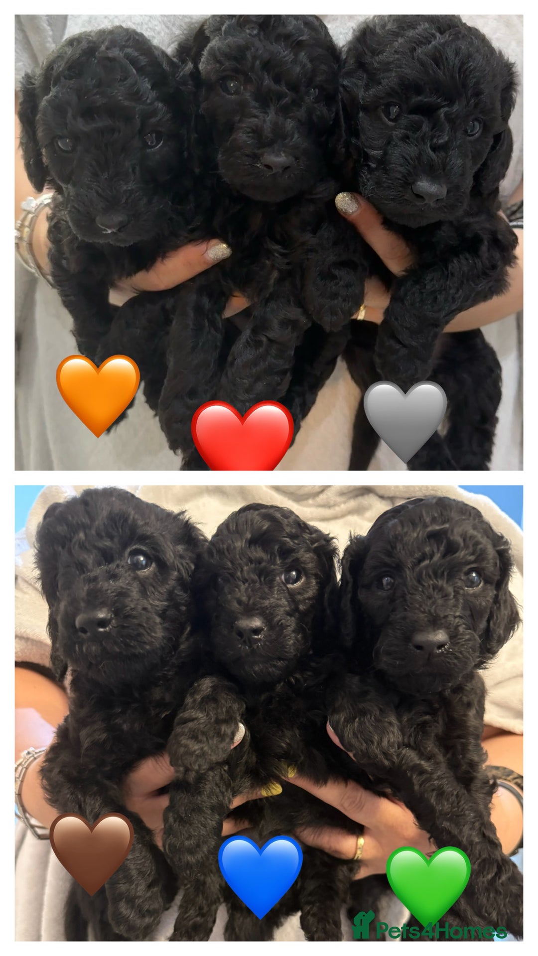 Labradoodle dogs for sale: F1bb labradoodle puppies black curly coat 🧬 clear - Image 13