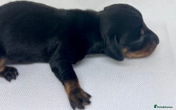 Miniature Dachshund dogs for sale: Miniature Dachshund - 1 Black and tan girl left - Image 20