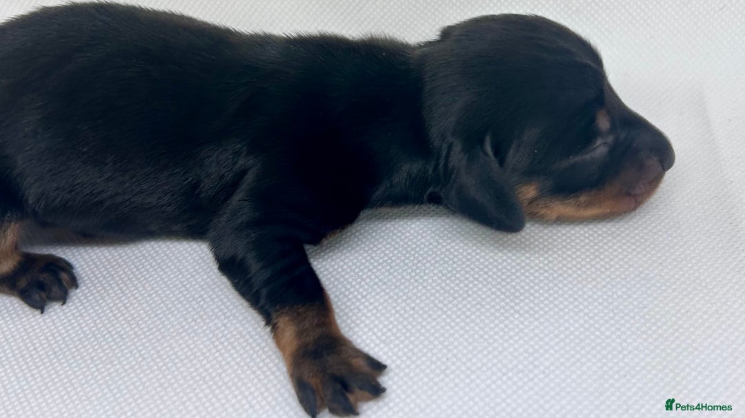 Miniature Dachshund dogs for sale: Miniature Dachshund - 1 Black and tan girl left - Image 20