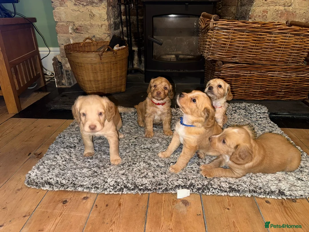 Cocker Spaniel dogs for sale: Cocker Spaniel puppies - Advert 1