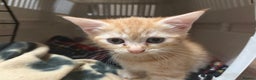 Mixed Breed cats for sale: 3 ginger and white kittens  - Advert 7