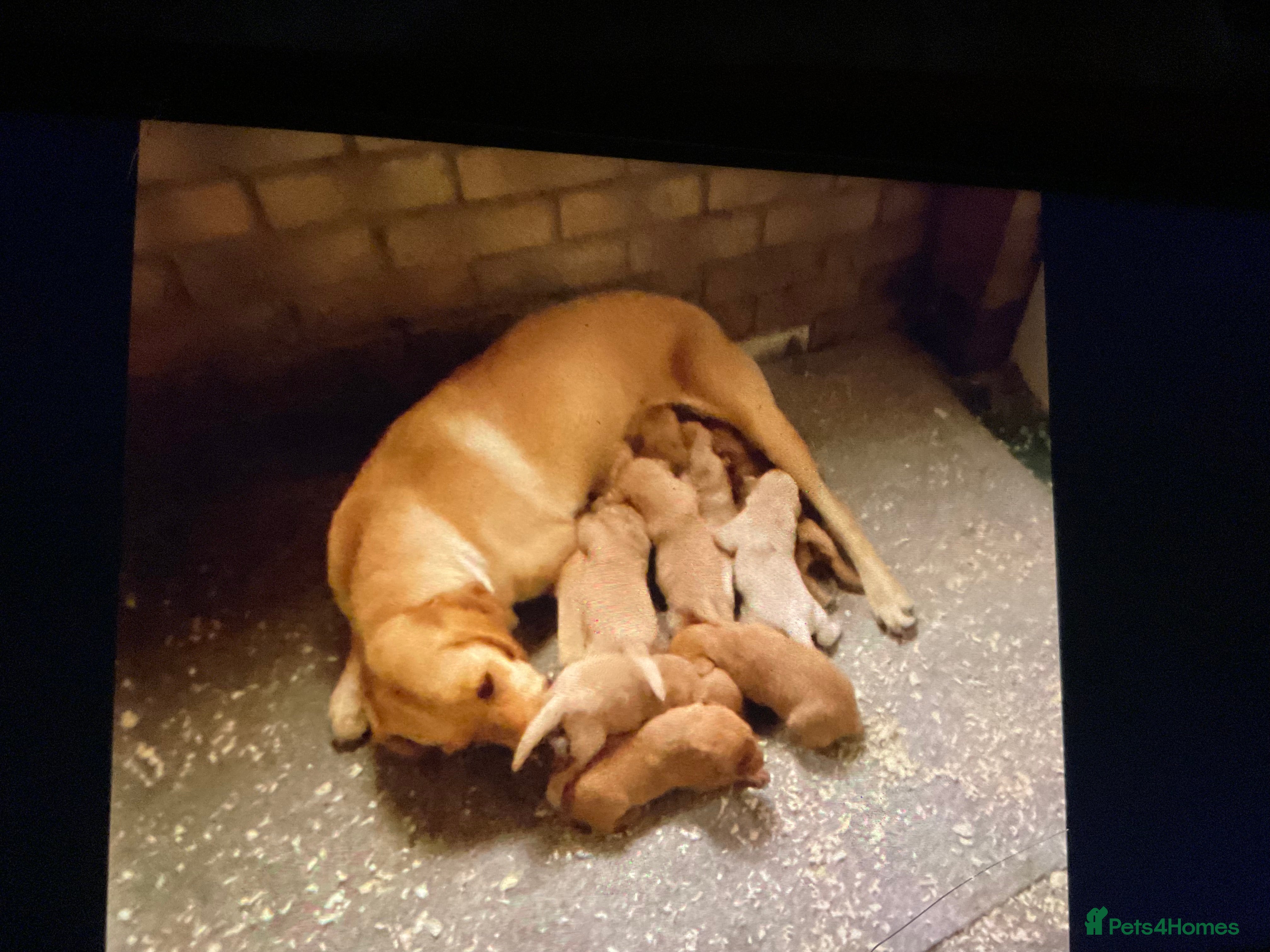 Labrador Retriever dogs Labrador puppies  - Advert 3