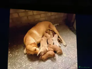 Labrador Retriever dogs for sale: Labrador puppies - Advert 1