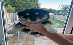 Siberian Husky dogs for sale: Beautiful Chunky Siberian Husky Puppies  - Image 22