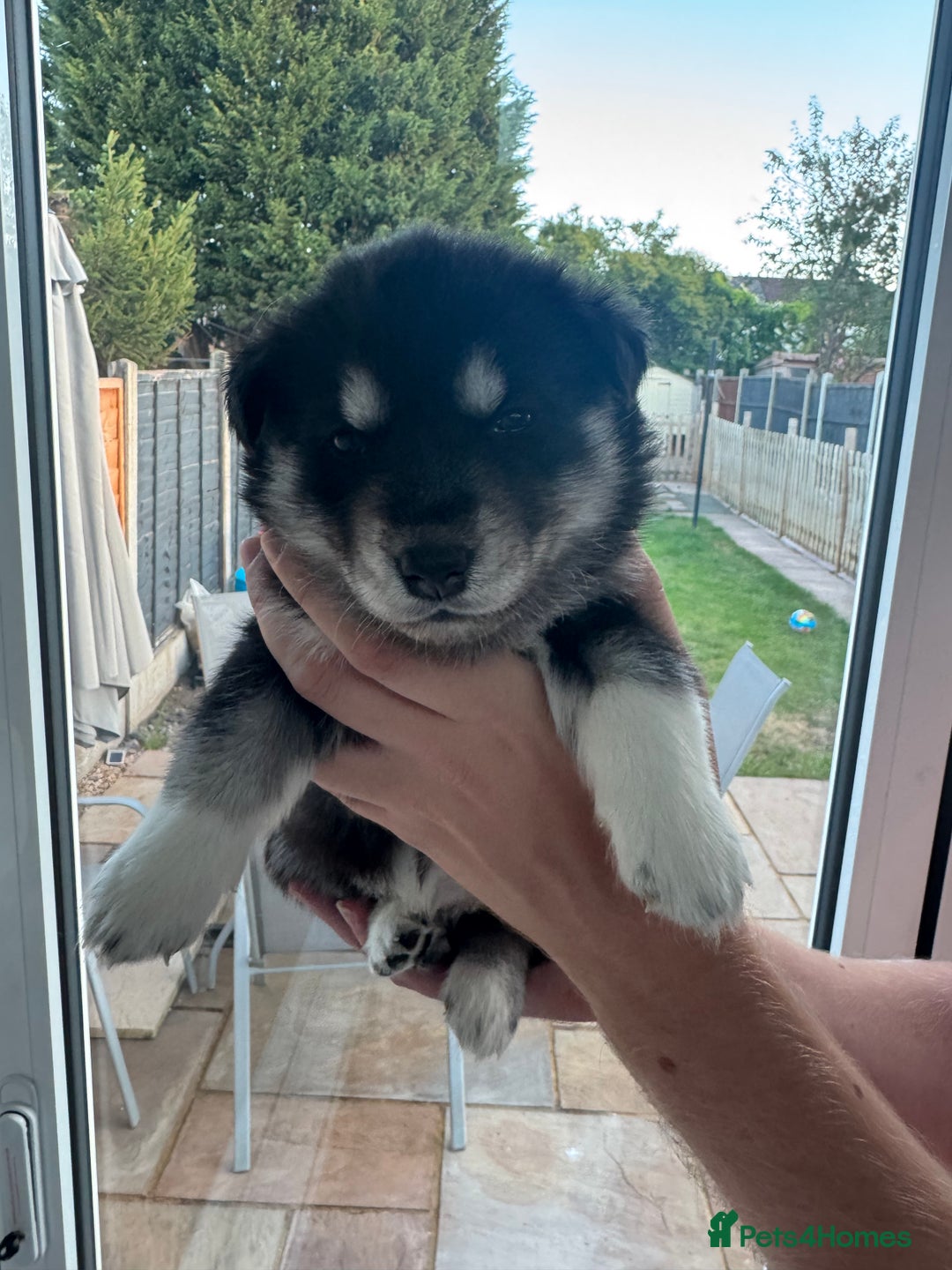 Siberian Husky dogs for sale: Beautiful Chunky Siberian Husky Puppies  - Image 22