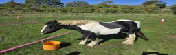 Irish Cob horses for sale: Traditional Cob - Advert 8