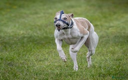 Whippet dogs for stud: Beautiful Whippet Dodger for STUD | Unproven - Image 5