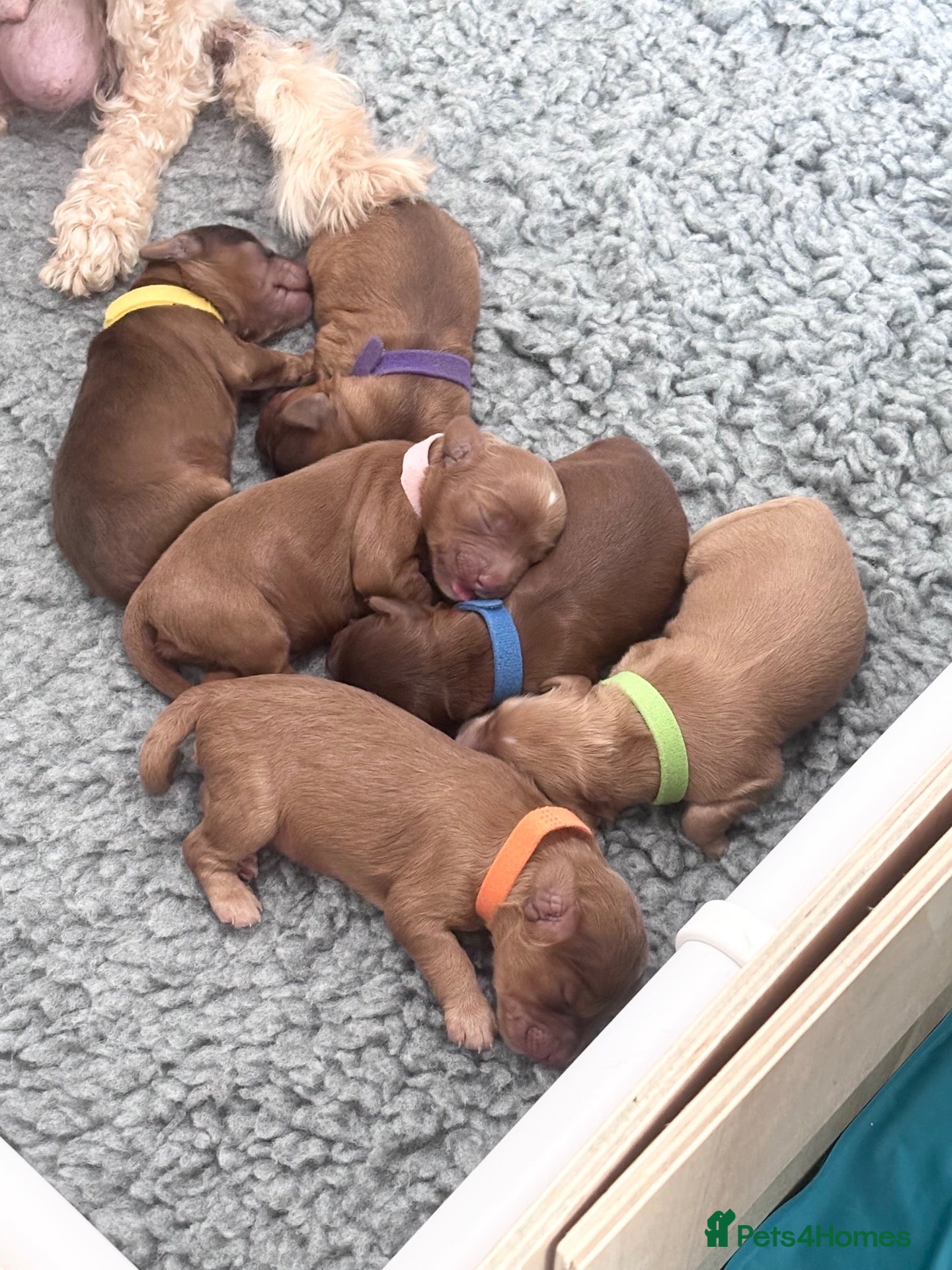 Cockapoo dogs (3 LEFT!) Toy F2 Cockapoo - Advert 2