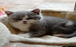 British Shorthair cats for sale: Gorgeous British short-hair kittens  - Image 29